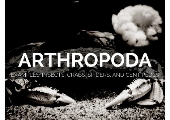 picture Pencernaan Serangga 2563 | Biologi - Arthropoda picture Pencernaan Serangga 2563 | Biologi - Arthropoda