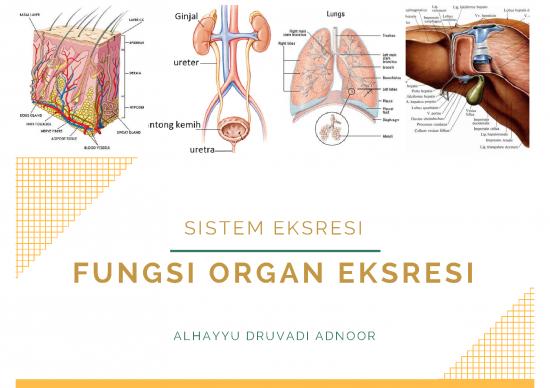 picture Darah Pdf 3678 | Sistem Eksresi - Fungsi Organ Eksresi