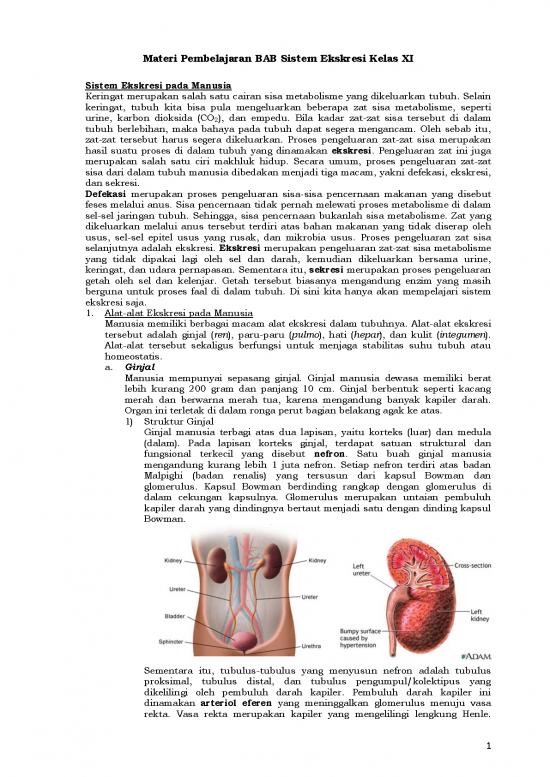 picture_Pembelajaran Pdf 5234 | Materi Kelas 11 - Pembelajaran Bab Sistem Ekskresi