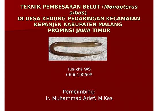 picture_Presentasi Usaha Ppt 5897 | Teknik Pembesaran Belut Monopterus Albus - Di Desa Kedung Pedaringan