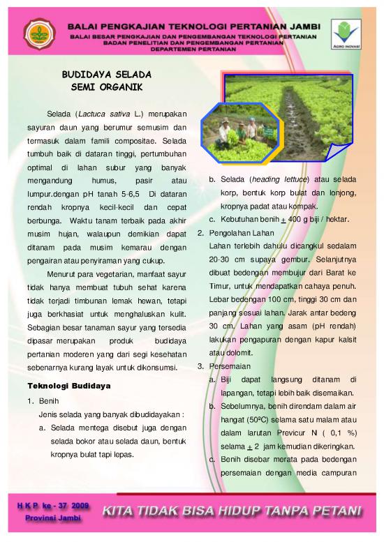 picture Budidaya Sayuran Pdf 58133 | Selada