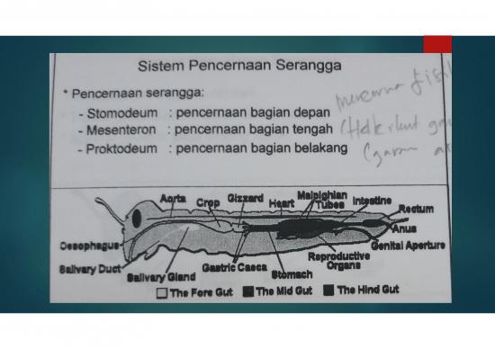 Pencernaan Serangga 62282 | Sistem Pencernaan Serangga