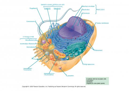 picture Photosynthesis Ppt 67004 | Centrafugation New