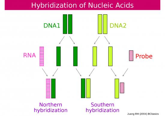 picture_Na07 Hybridizatioppt