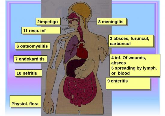 picture Specimen Collection Ppt 83393 | Pracangstaph