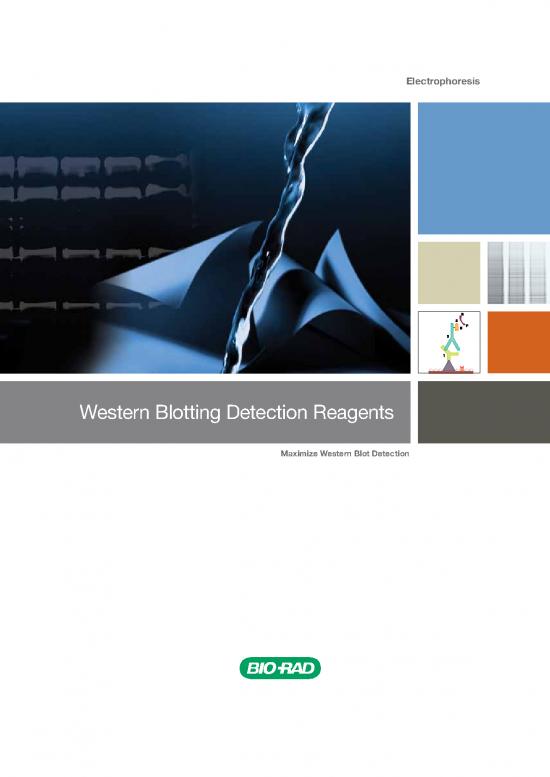 picture1_Western Blot Pdf 86482 | Bulletin 2032f