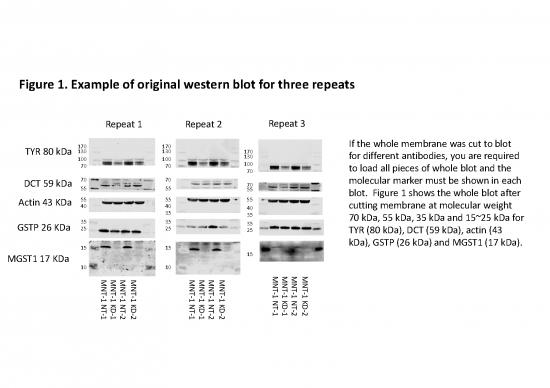 picture1_Western Blot Pdf 86631 | Example Of Original Western Blot For Three Repeats