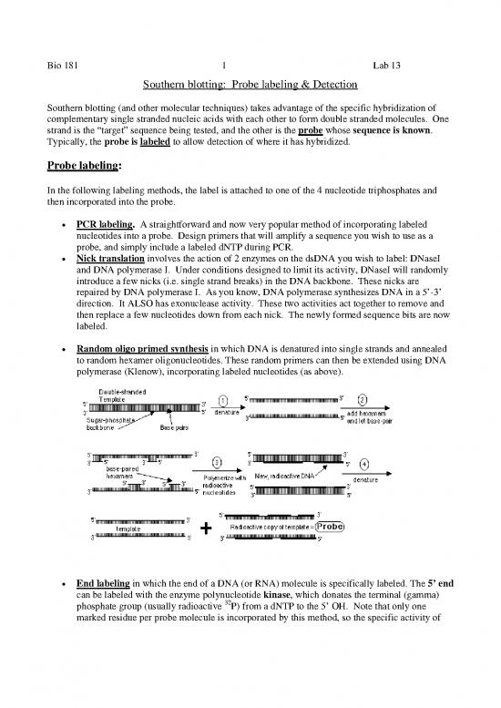 picture Southern Blotting Pdf 86571 | Probelabeling