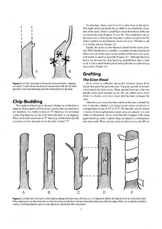Grafting Pdf 89084 Reproducing Fruit Trees By Graftage Budding And