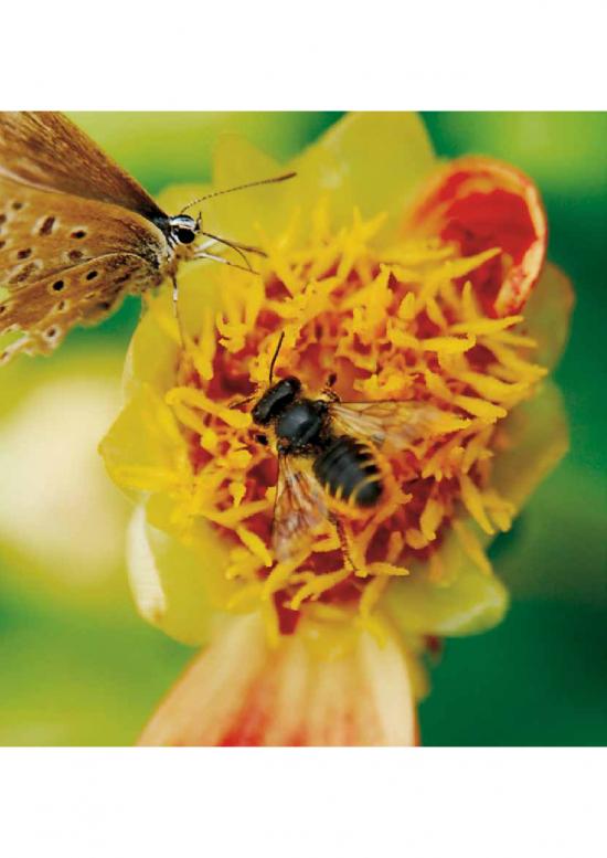 picture Ecosystem Services Pdf 161180 | I3157e05