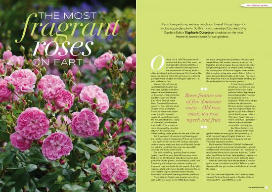 picture Perfume Pdf 177466 | P28 Slroses03art