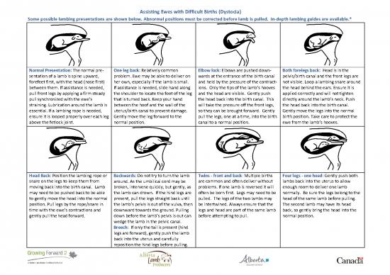 picture1_Head First Pdf 190031 | Lambing Presentations Final